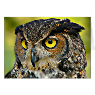 TCWC - Great Horned Owl Blank