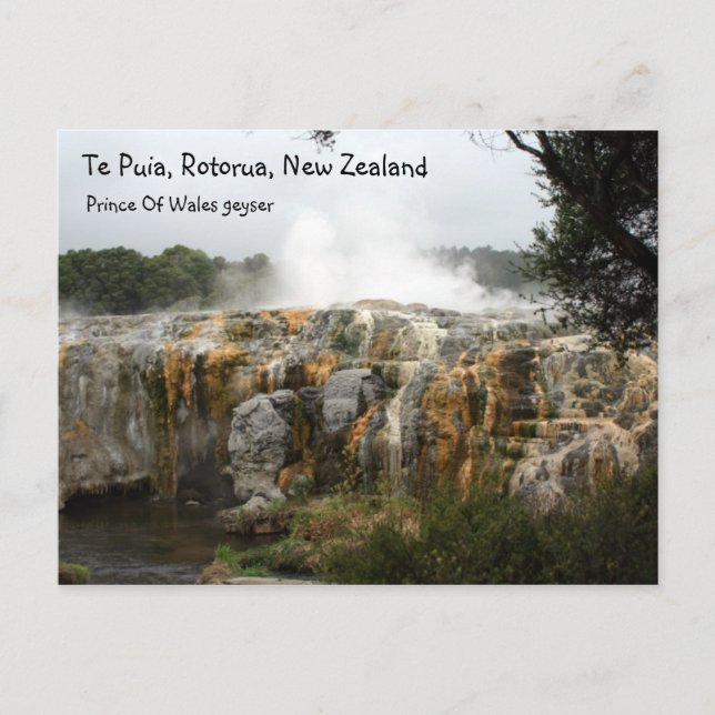 Te Puia, Rotorua, Neuseeland Postkarte (Vorderseite)