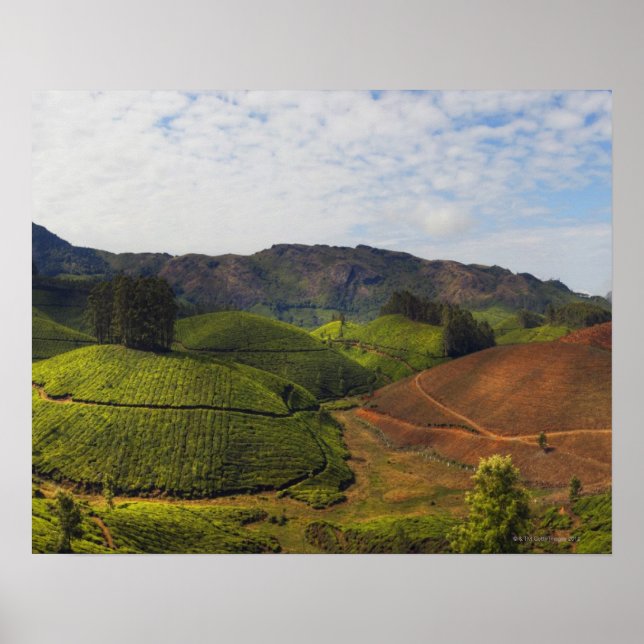 Tea Plantation Kerala Staat Indien Poster (Vorne)