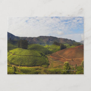 Tea Plantation Kerala Staat Indien Postkarte