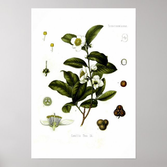 Tea Poster (Vorne)