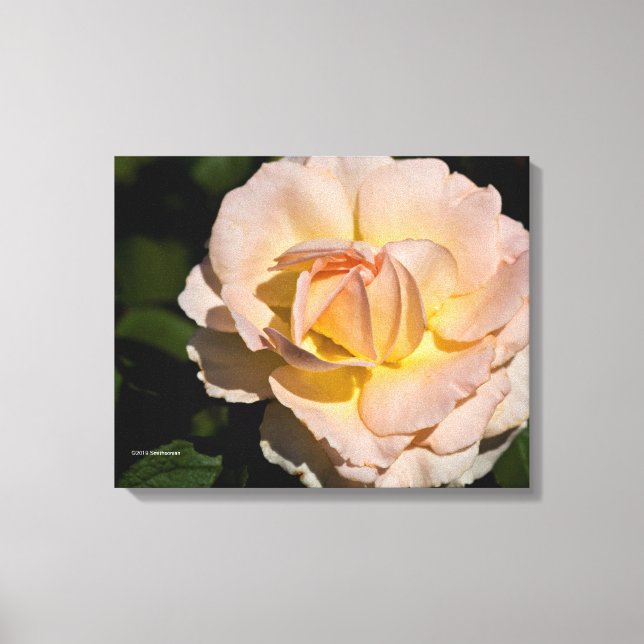 Tea-Rose Leinwanddruck (Vorderseite)