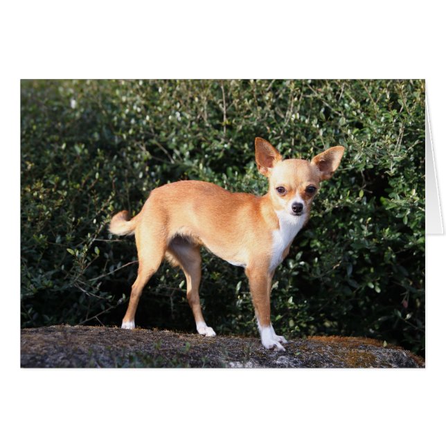 Teacup Chihuahua (Devant horizontal)