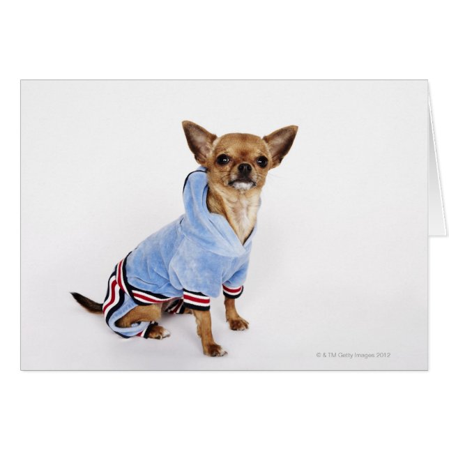 Teacup Chihuahua (Devant horizontal)