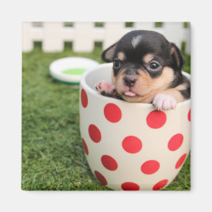 Teacup-Chihuahua-Welpe Magnet