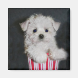 Teacup malta magnet