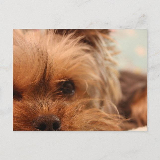 Teacup Yorkie Postkarte (Vorderseite)