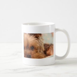 Teacup yorkie Welpe Kaffeetasse