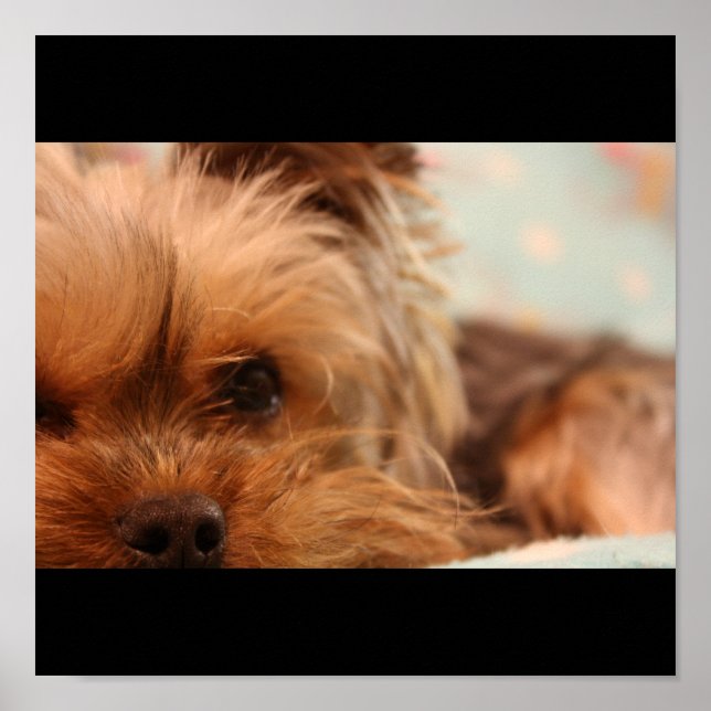 Teacup Yorkshire Puppy Poster (Vorne)