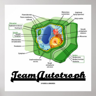 Team-Autotroph (Pflanze Cell Biology) Poster