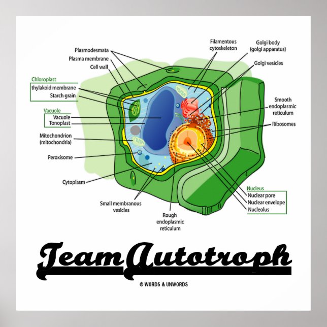 Team-Autotroph (Pflanze Cell Biology) Poster (Vorne)