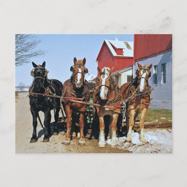 Team der Amish Pferde Postkarte (Vorderseite)