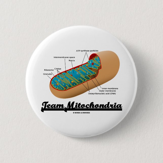 Team-Mitochondrien (Mitochondrion Spaß) Button (Vorderseite)