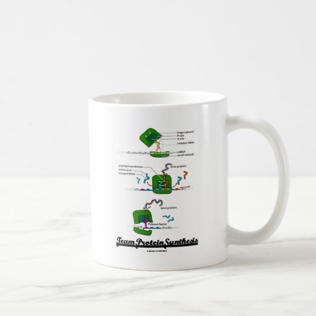 Team-Protein-Synthese Kaffeetasse (Rechts)