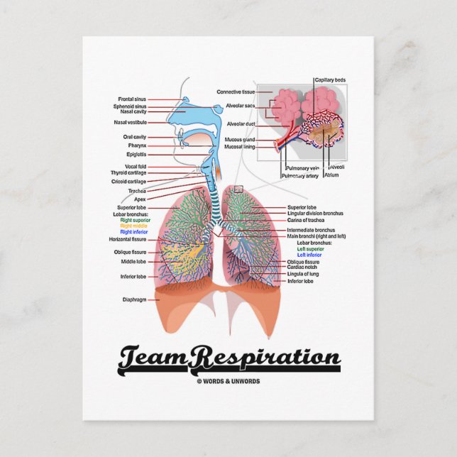 Teamatmung (Respiratorisches System) Postkarte (Vorderseite)