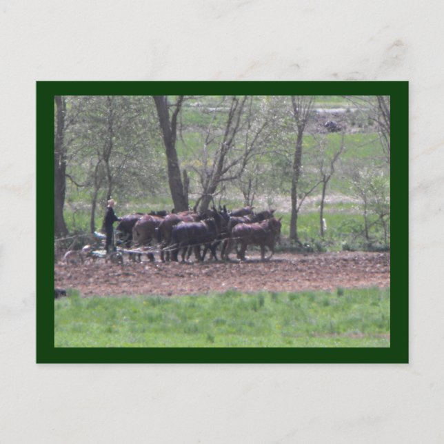 ~ Teamwork ~ Postkarte (Vorderseite)