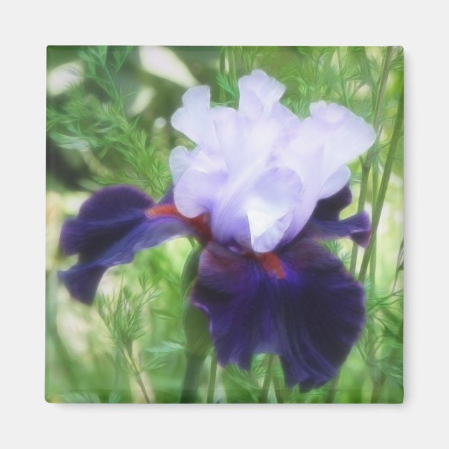 Teamwork - Tall Bearded Iris Magnet (Vorne)