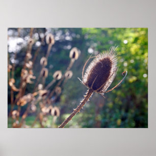 Teasel flower in Autumn sunlight Poster