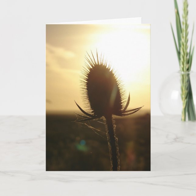 Teasel Sunset Karte (Vorderseite)