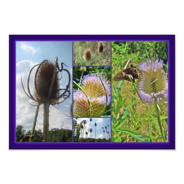 Teasel Thistle - Dipsacus fullonum Fotodruck (Vorne)