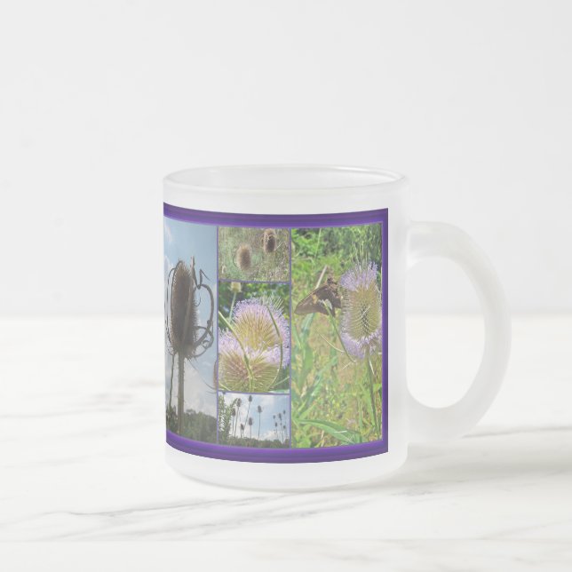 Teasel Thistle - Dipsacus fullonum Mattglastasse (Rechts)