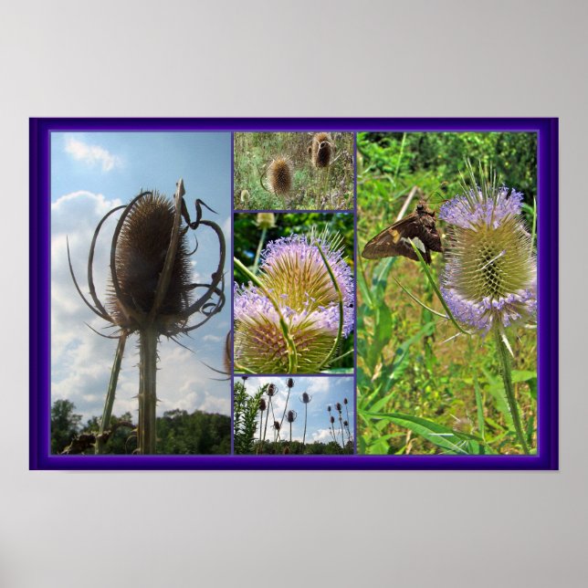 Teasel Thistle - Dipsacus fullonum Poster (Vorne)