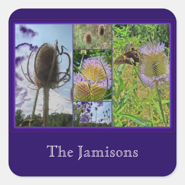 Teasel Thistle - Dipsacus fullonum Quadratischer Aufkleber (Vorderseite)