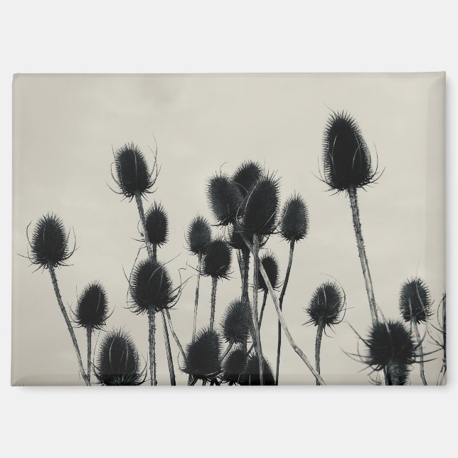 Teasels Magnet (Vorderseite)