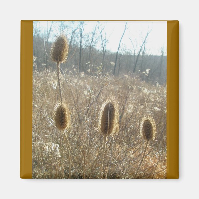 Teasels Magnet (Vorne)