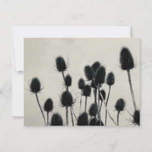 Teasels Postcard Postkarte