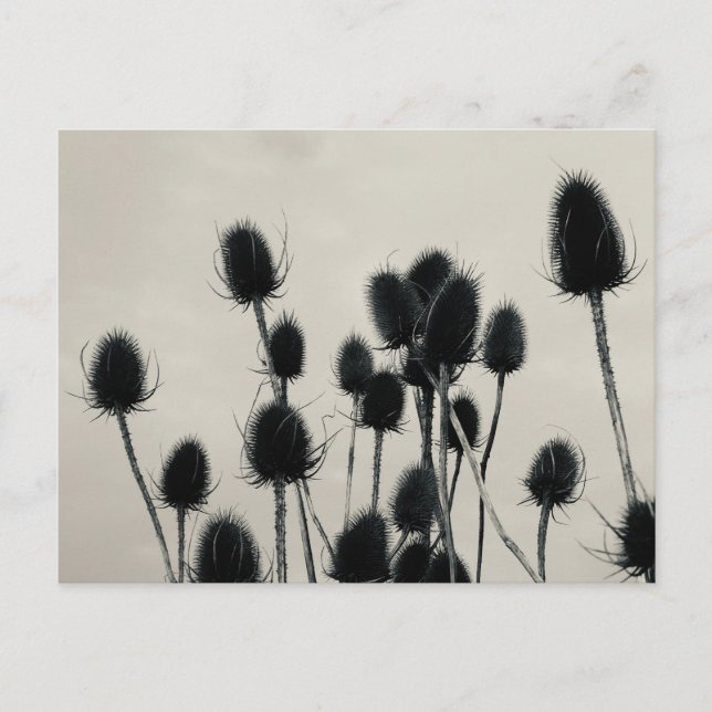 Teasels Postcard Postkarte (Vorderseite)