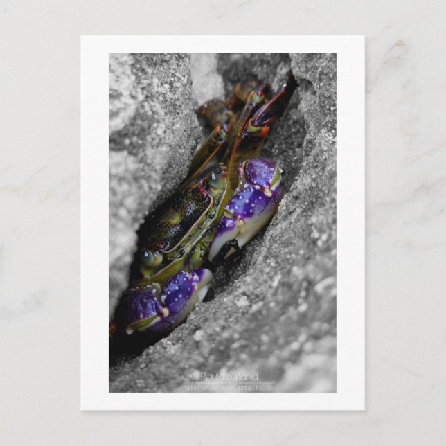 Technisch gefärbte Kreatur Postkarte (Vorderseite)