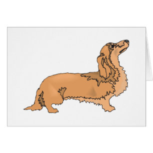 Teckel aux cheveux longs