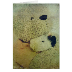 Teddy Accroche Un Cochon De Guinée