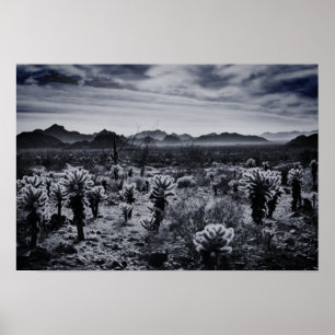 Teddy Bear Cholla Cactus Desert Pflanze Poster
