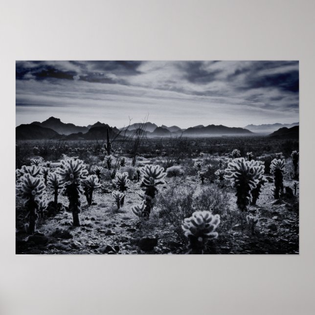 Teddy Bear Cholla Cactus Desert Pflanze Poster (Vorne)