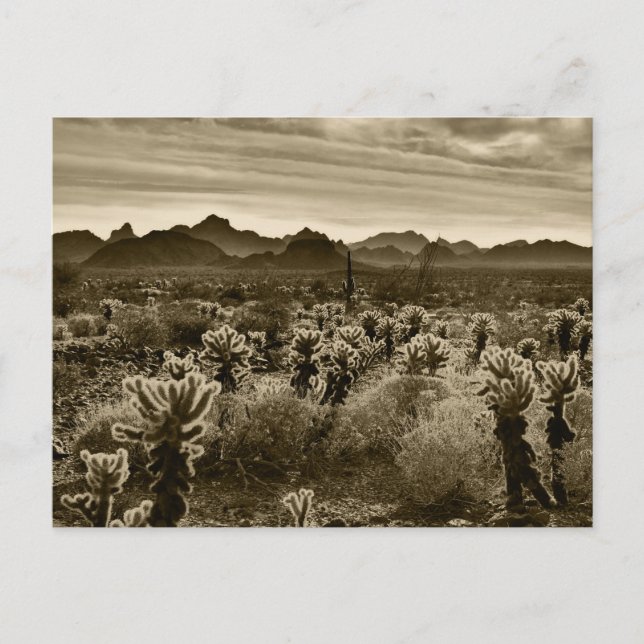 Teddy Bear Cholla Cactus Desert Pflanze Postkarte (Vorderseite)