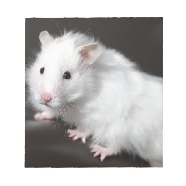 Teddy Bear Hamster Notizblock (Vorderseite)