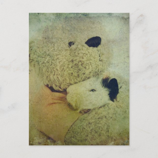 Teddy Bear hugs eine Guinea Pig Postkarte (Vorderseite)