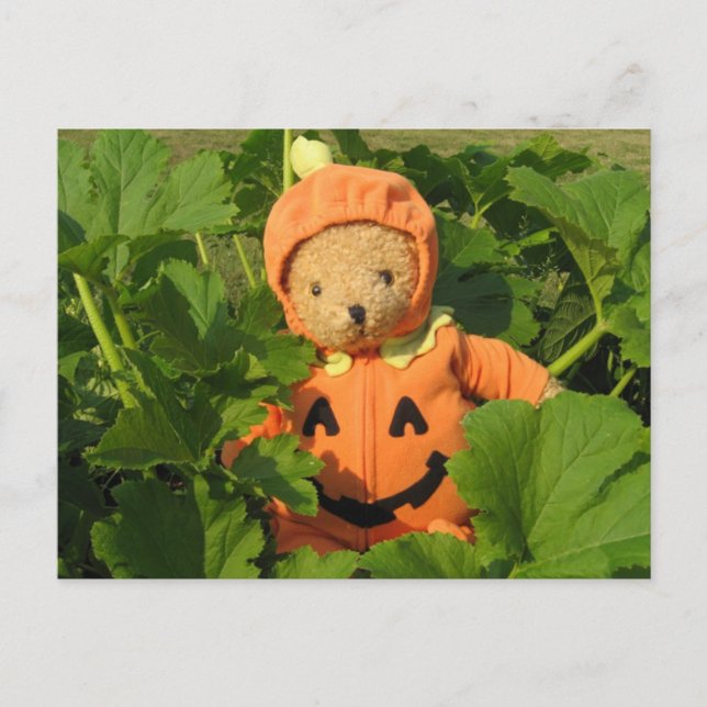 Teddy Bear im Pumpkin Patch Postkarte (Vorderseite)