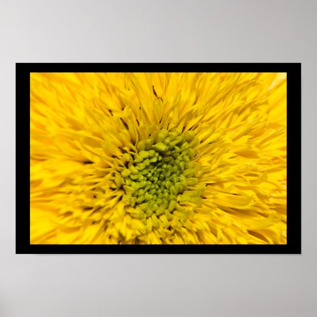 Teddy Bear Sonnenblume Blossom Poster (Vorne)