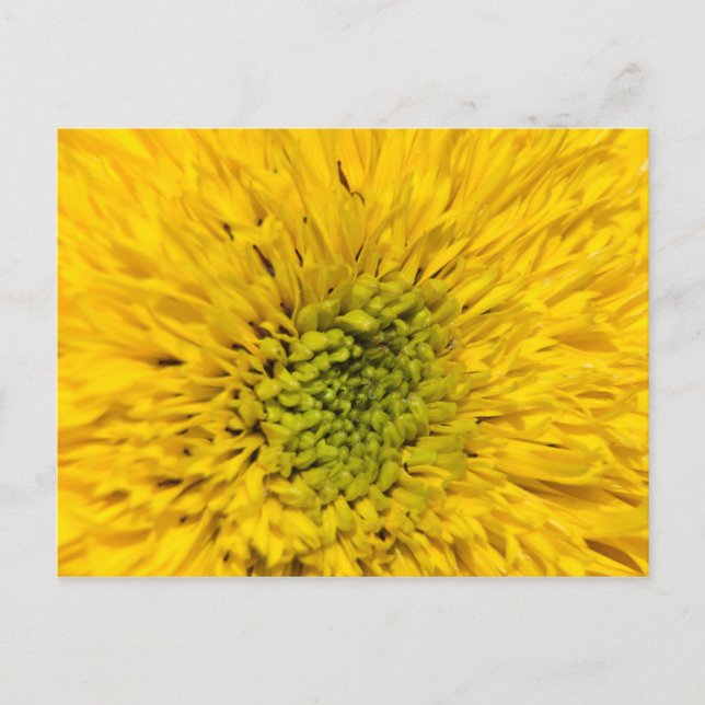 Teddy Bear Sunflower Postkarte (Vorderseite)