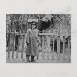 Teddy Roosevelt am Grotte Tree Grove Santa Cruz Postkarte