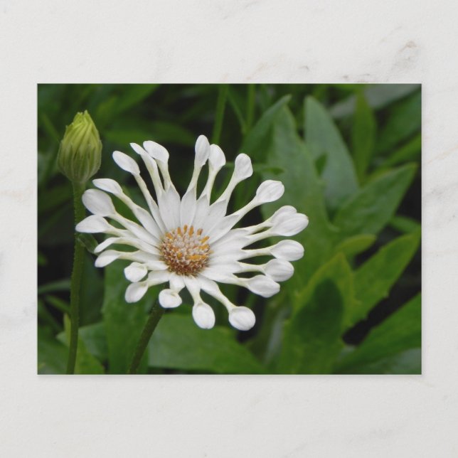 Tee Cup Daisey Postkarte (Vorderseite)