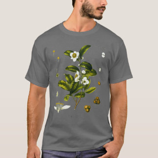 Tee Pflanze biologisch zeichnend Kamelie Sinensis