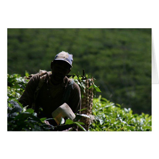 Tee-Plantage (Vorderseite (Horizontal))