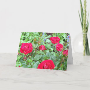 Tee-Rose-Blankokarte Karte