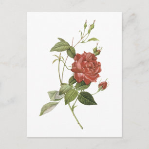 Tee-Rose (Rosa Indica cruenta) durch Redouté Postkarte