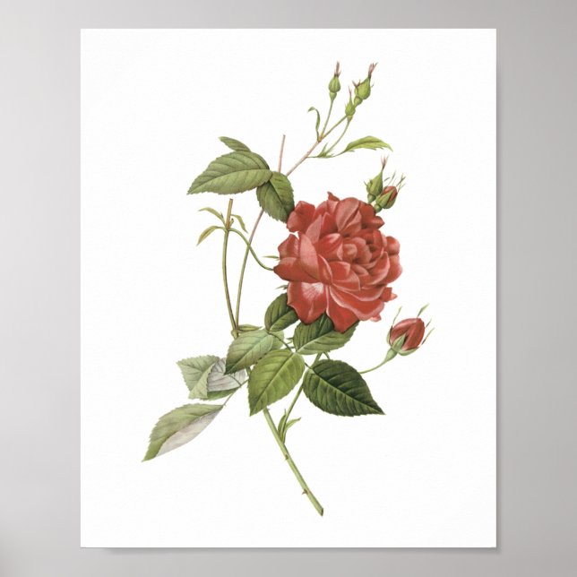 Tee-Rose (Rosa indica cruenta) von Redouté Poster (Vorne)