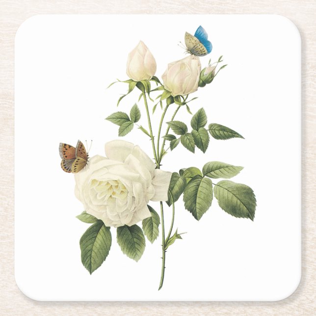 Tee-Rose (Rosa indica) von Redouté Rechteckiger Pappuntersetzer (Vorderseite)